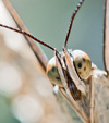 [Brown Butterfly] - butterfly closeup, eyes, macro